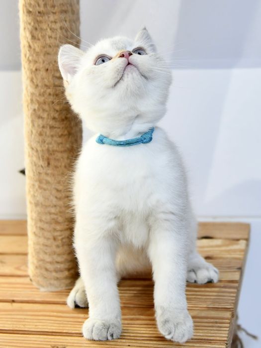 Kocurek Brytyjski krótkowłosy  rodowód WCF