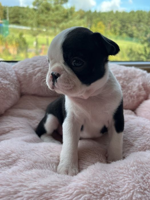 Boston Terrier - uroczy szczeniaczek