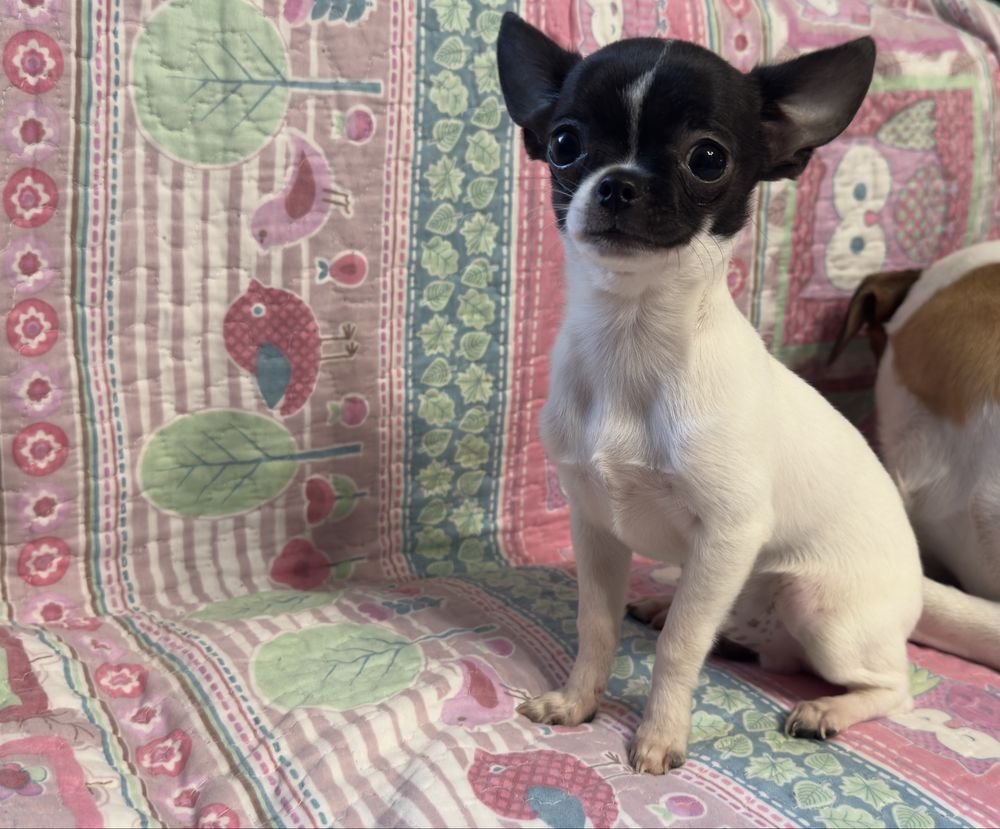 Chihuahua chłopczyk gorowy do odbiotu