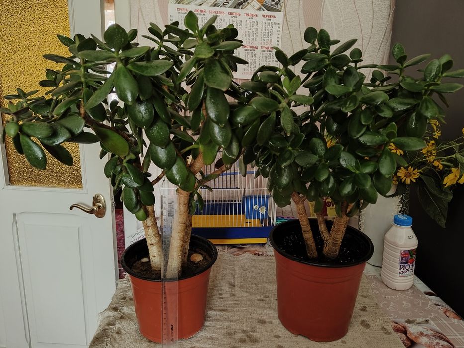 Продам комнатное растение денежное дерево