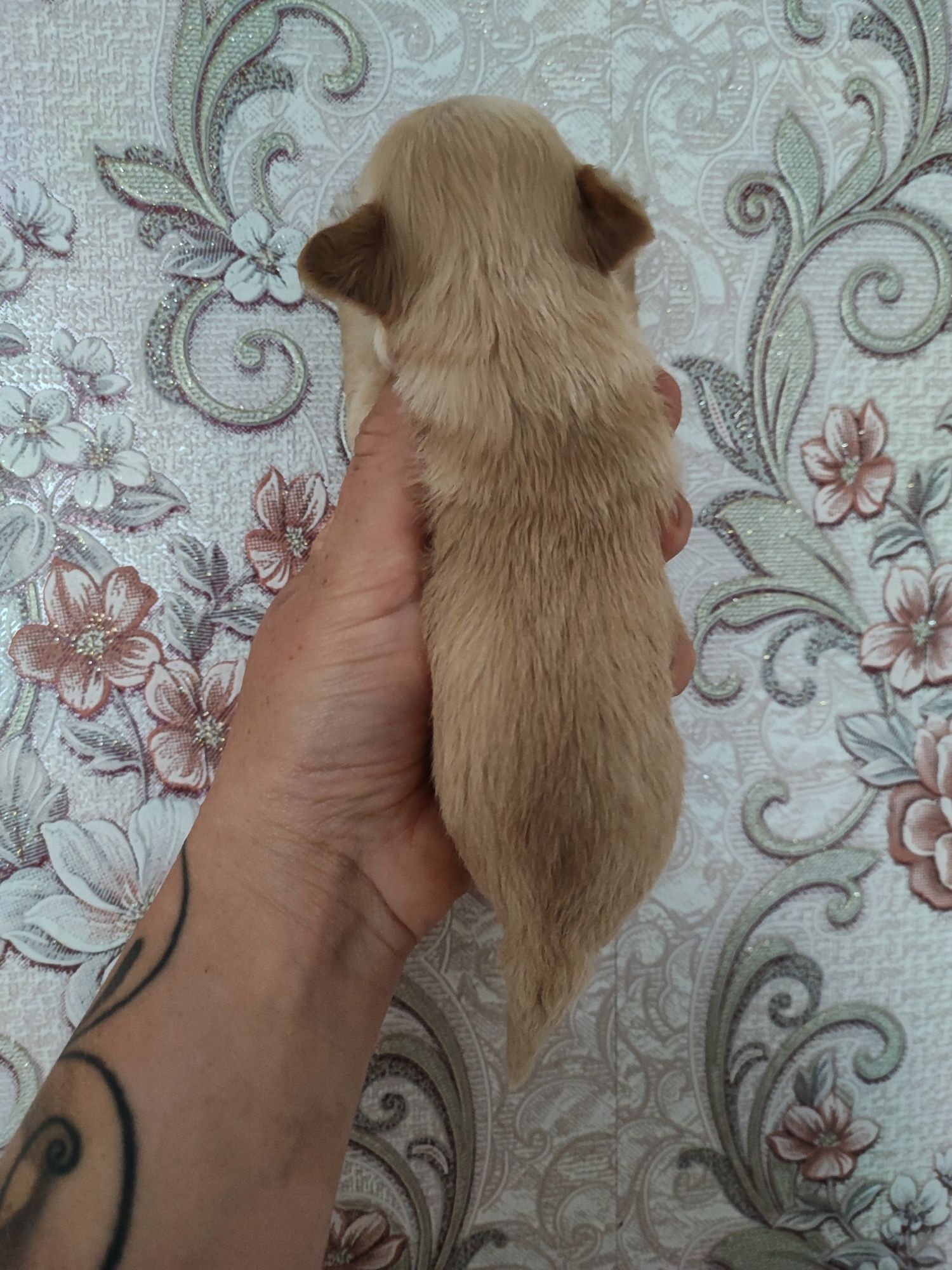 Maltipoo suczka  do rezerwacji