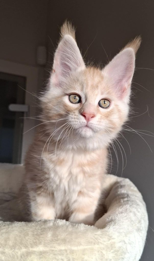 Rudo srebrzysty elegancki kocurek Maine Coon