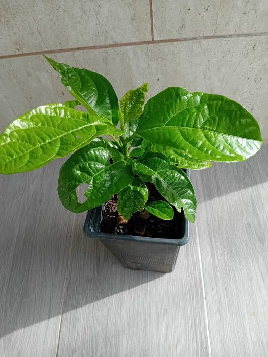 Maracuja' roxo Passiflora Edulis