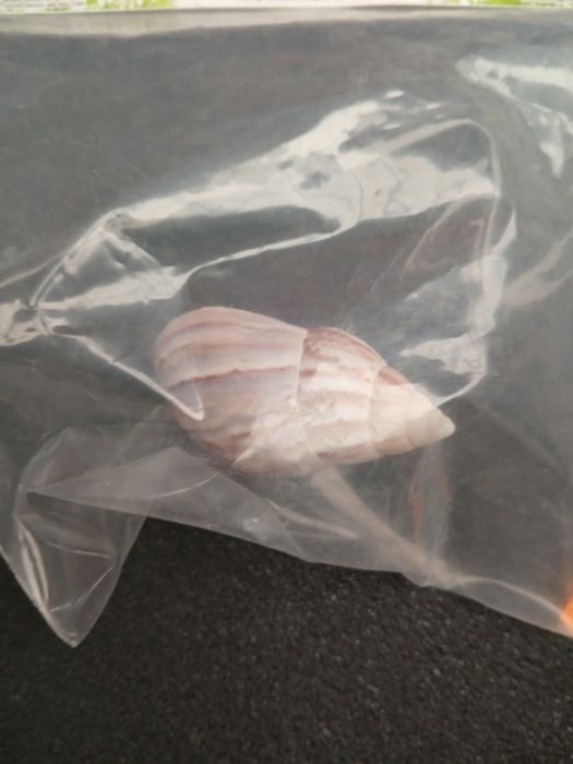 Muszelka do akwarium