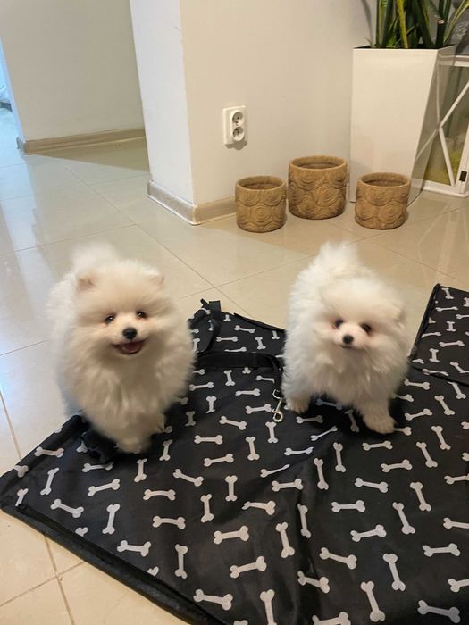 Szpic miniaturowy Pomeranian