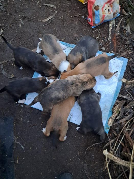 Cães bebés porte grande