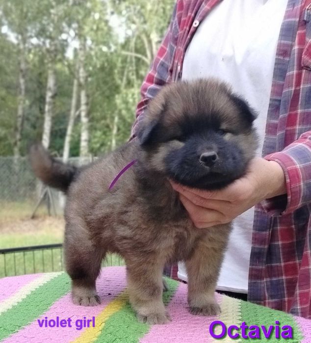 Eurasier FCI -  maluchy już gotowe do odbioru  !!!