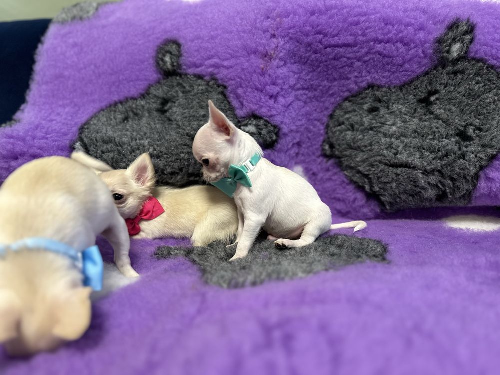 Chihuahua chlopiec szczenie FCI