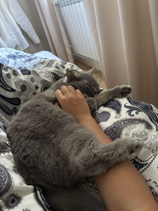 Indywidualna opieka nad psem lub kotem