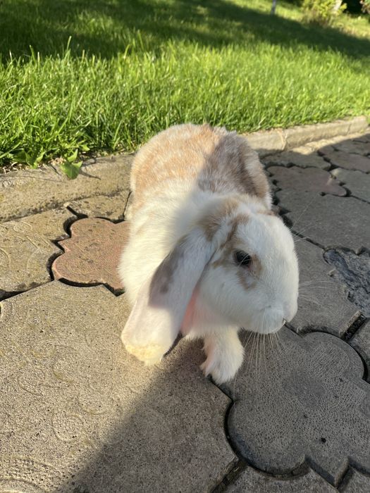 Кролики Французький барар