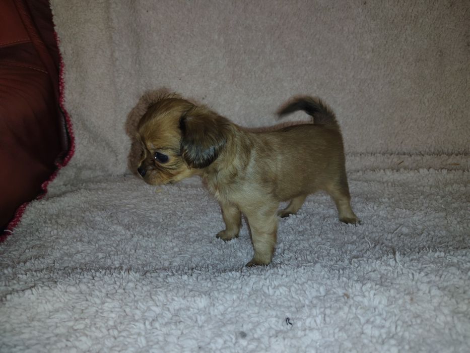 Cavapoo, cavalier King Charles spaniel & pudel toy, sunia