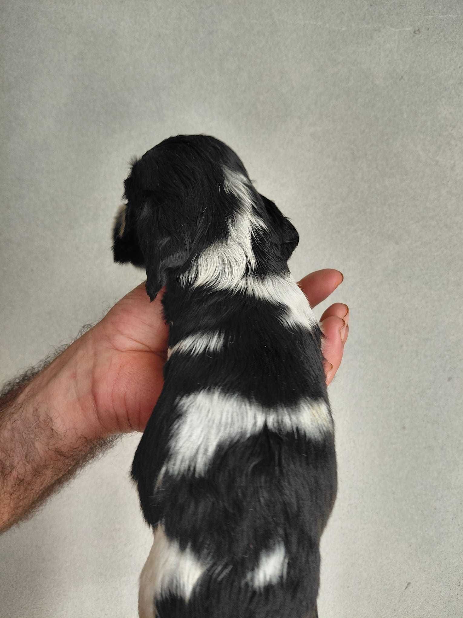 Cocker Spaniel Inglês TOP