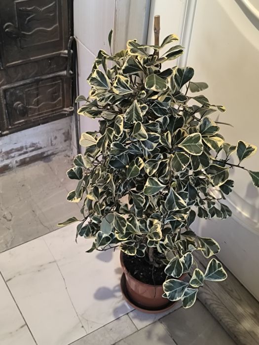 Фикус триангулярис (фикус треугольный)