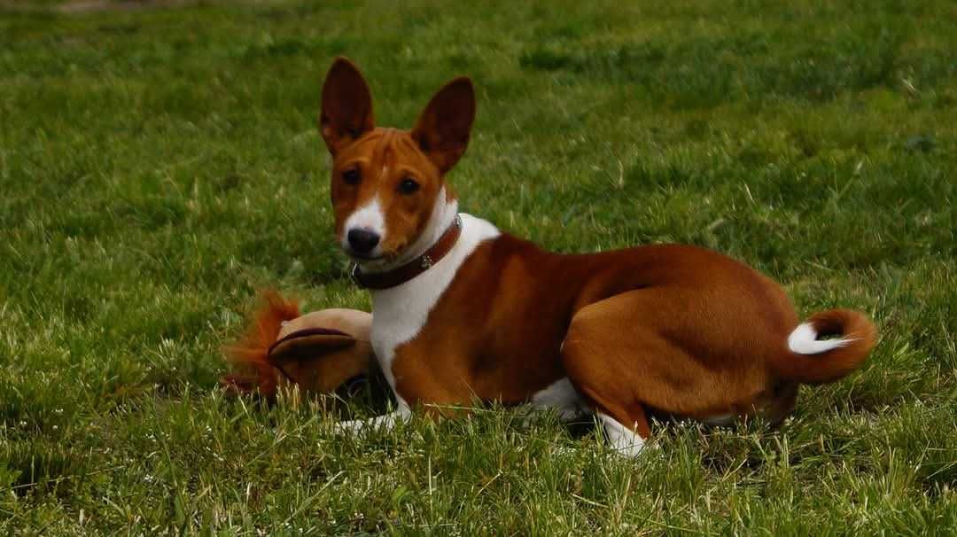 Basenji, rudo biala Sawa, do odbioru zkwp FCI