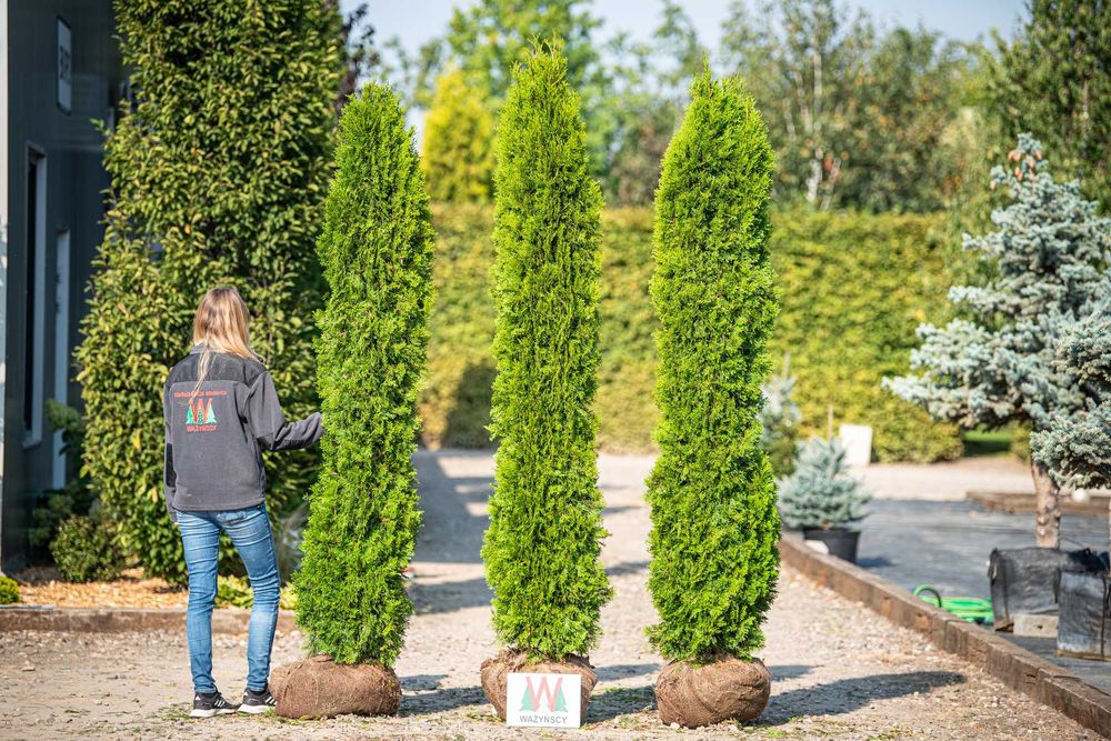 Thuja TOSCAN 'Smaragd' PROMOCJA Tuja Żywotnik zachodni TOSCAN