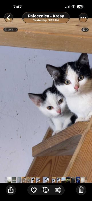 Do oddania 2 kotki proszowice