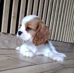 Ostatnia suczka Cavalier King Charles Spaniel