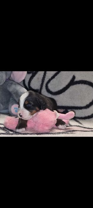 Bouvier Bernois com Pedigree