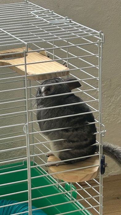 Vendo chinchila Fêmea.