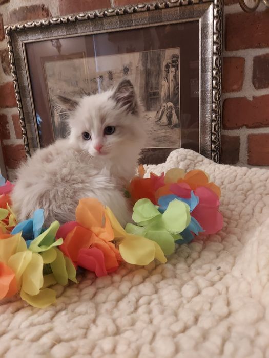 Ragdoll,ODBIÓR-X.XI.25 badania ,rodowód