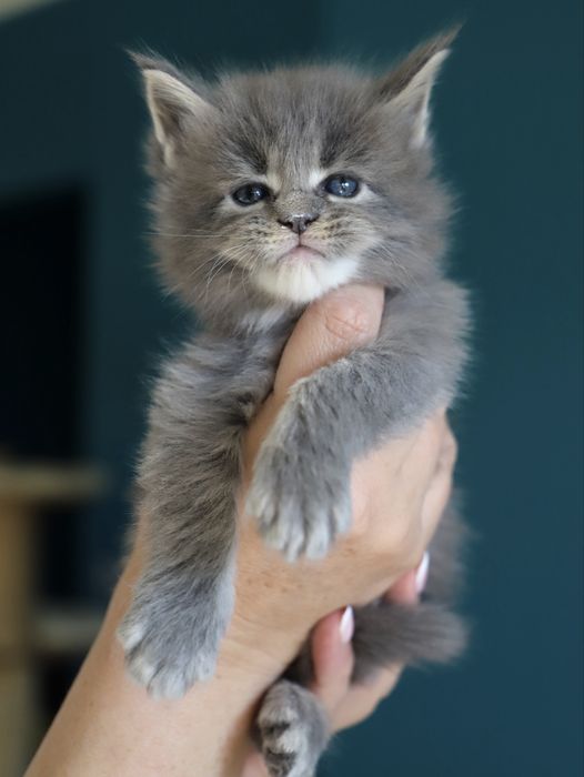 Niebieski pręgowany kocurek maine coon