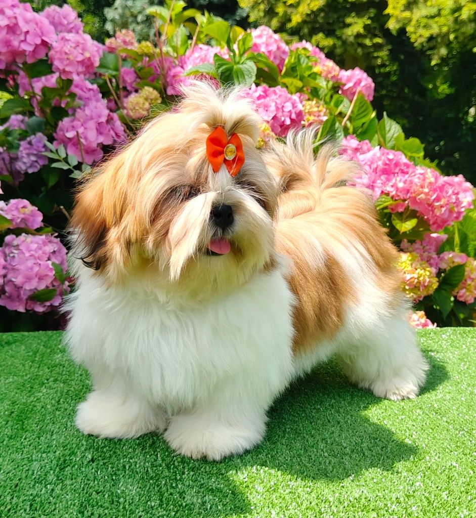 Śliczna suczka shih tzu ZKwP (FCI)