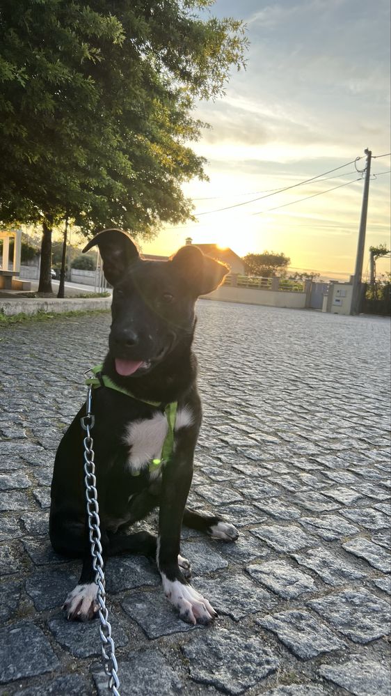 Cadelinha para doar com urgencia