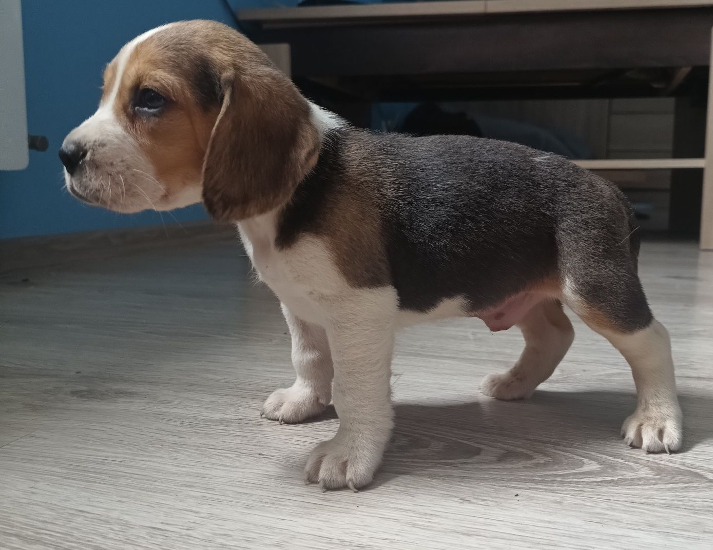 Szczeniak Beagle tricolor