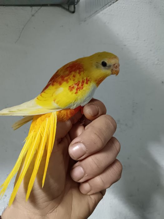 Turquoisenes criados a mao