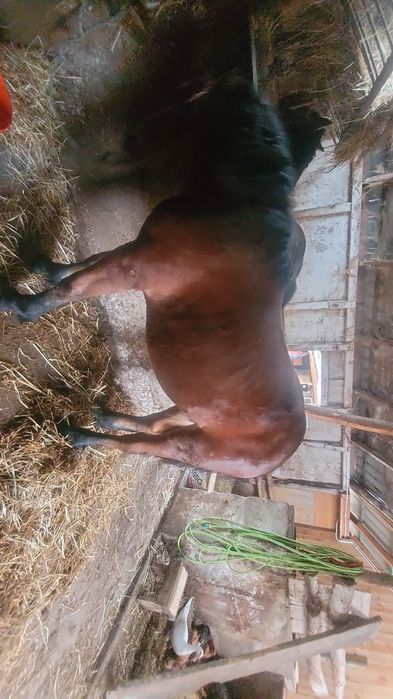 Sprzedam zrebaki zimnokrwiste kobyłki