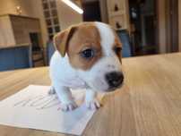 REZERWACJA Śliczny KODI Jack Russell Terrier, odbiór od 25 sierpnia