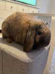 Samczyk dorosły mini lop