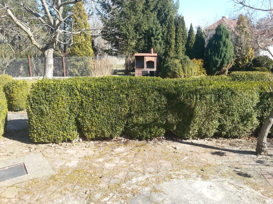 Krzaki bukszpanowe