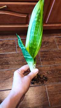 Sansevieria golden flame