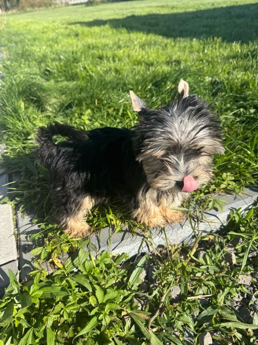 Ostatni York Yorkshire terrier miniaturka mini 3 miesięczny rodowodowy