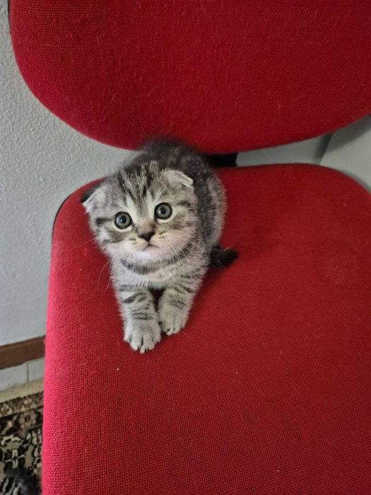 Gatinho "Scotish Fold"