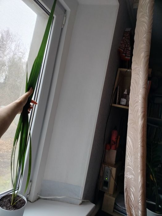 Фінікова пальма двох видів