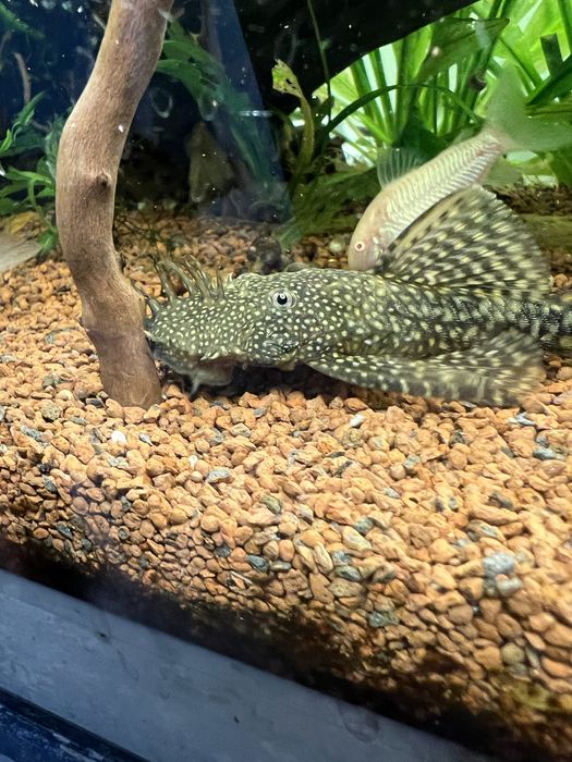 Ancistrus sp juvenis