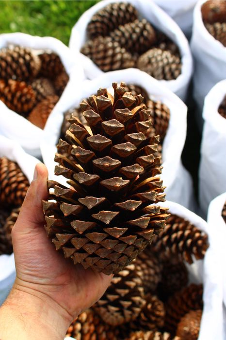 Pinhas Secas 100% Ecológicas