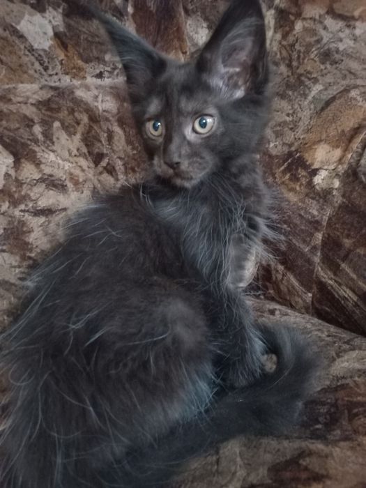 Czarny kocurek Maine Coon