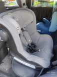 Baby Safe Rhodesian