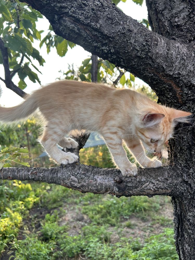 Котята у добрі руки.Безкоштовно.