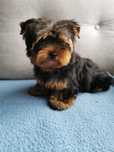 Piesek Yorkshire terrier