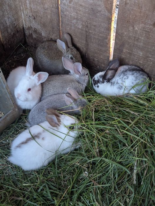 Króliczki miniaturki