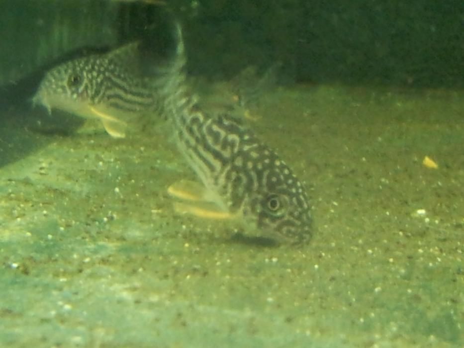 Kirys sterby Corydoras Sterba