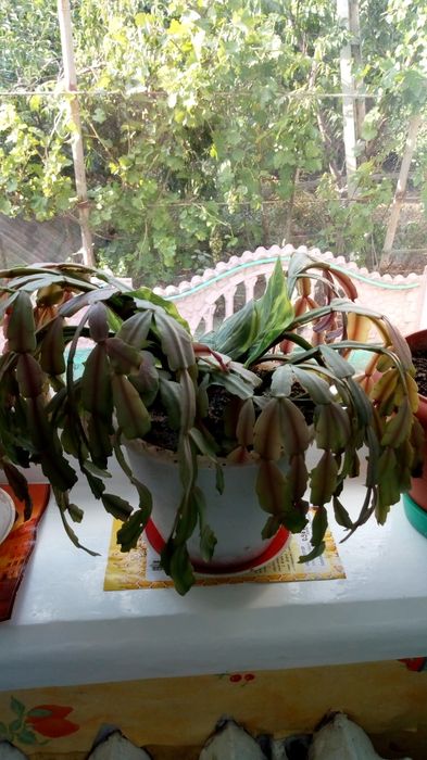 Срочная продажа комнатных цветов в вазонах для офиса и дома.