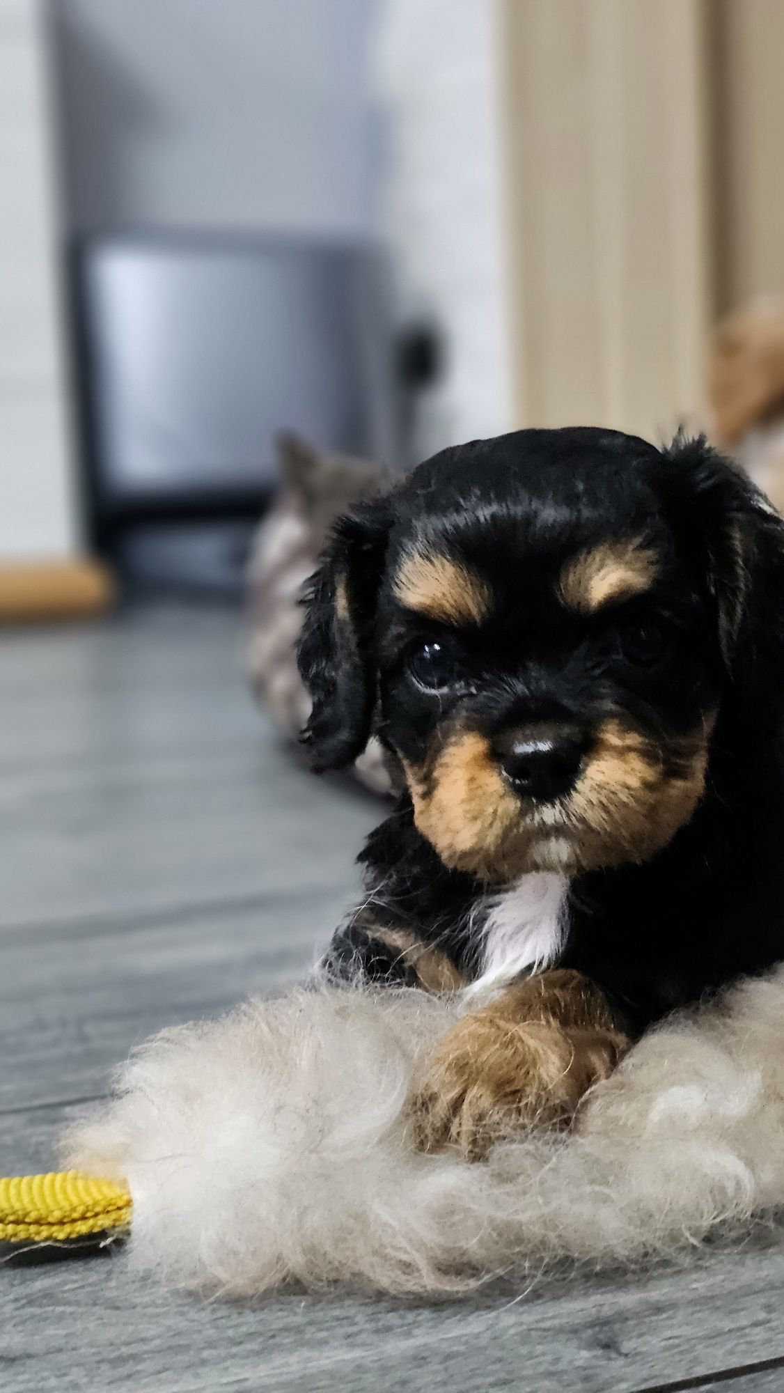 Cavalier King Charles Spaniel