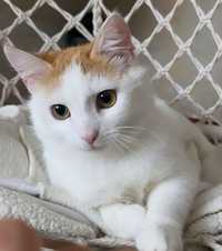 Отдам рыже-белого кота, 8 месяцев, кастрирован,  привит