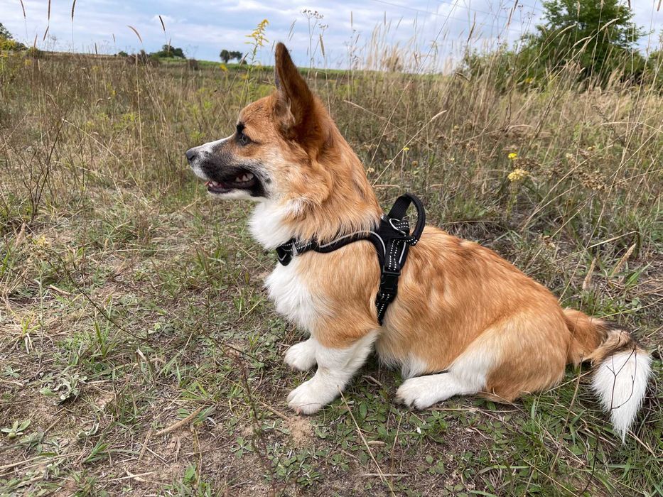 cudowny szczeniak Welsh Corgi Pembroke