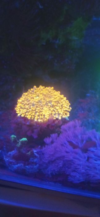 Koralowce caulustra rohodactis